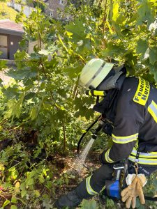 Baumstumpfbrand